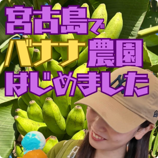 宮古島でバナナ農園はじめました